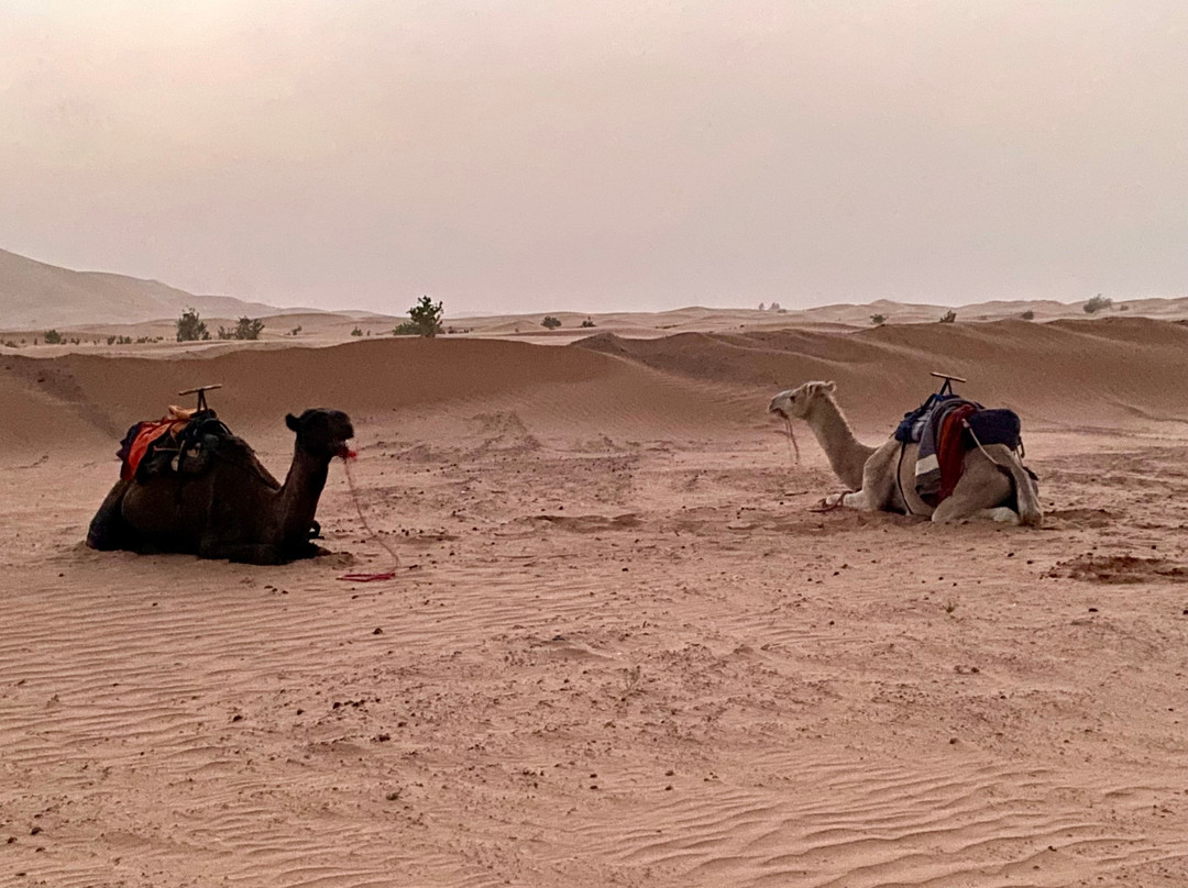 Fez Luxury Tours-非斯必去景点