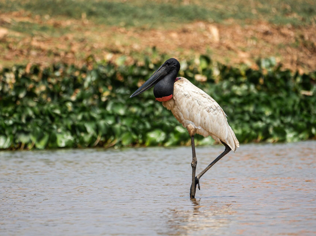 Gustavo Fonseca Tour
