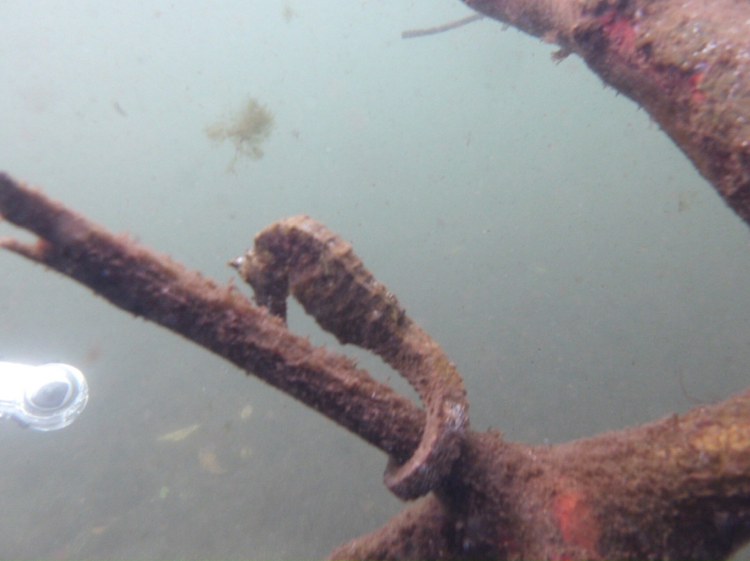 Isabela Island-伊莎贝拉岛必去景点