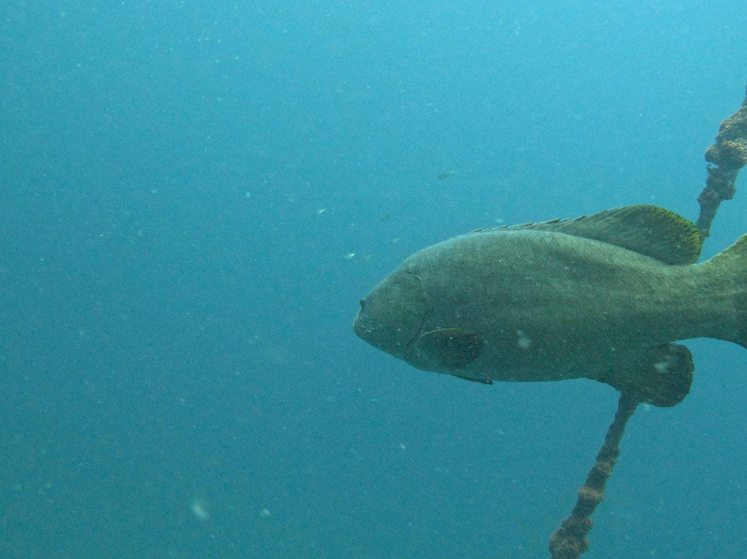 Scuba World-穆鲁拉巴必去景点