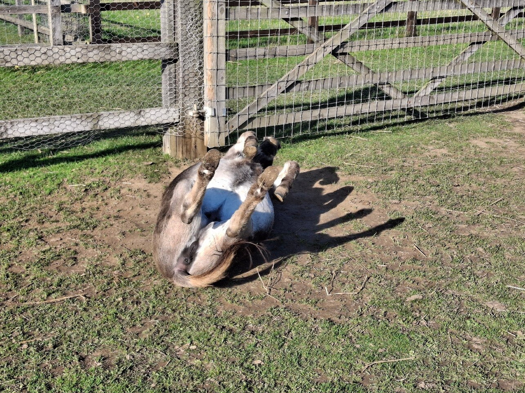 The Wonkey Donkey Visitors Centre-Knottingley必去景点