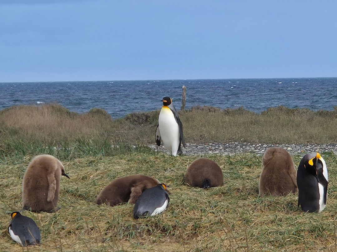 Parque Pinguino Rey-Porvenir必去景点