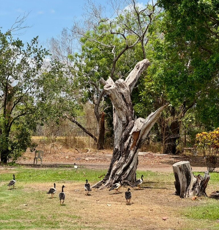 Didgeridoo Hut & Art Gallery-汉普蒂杜必去景点