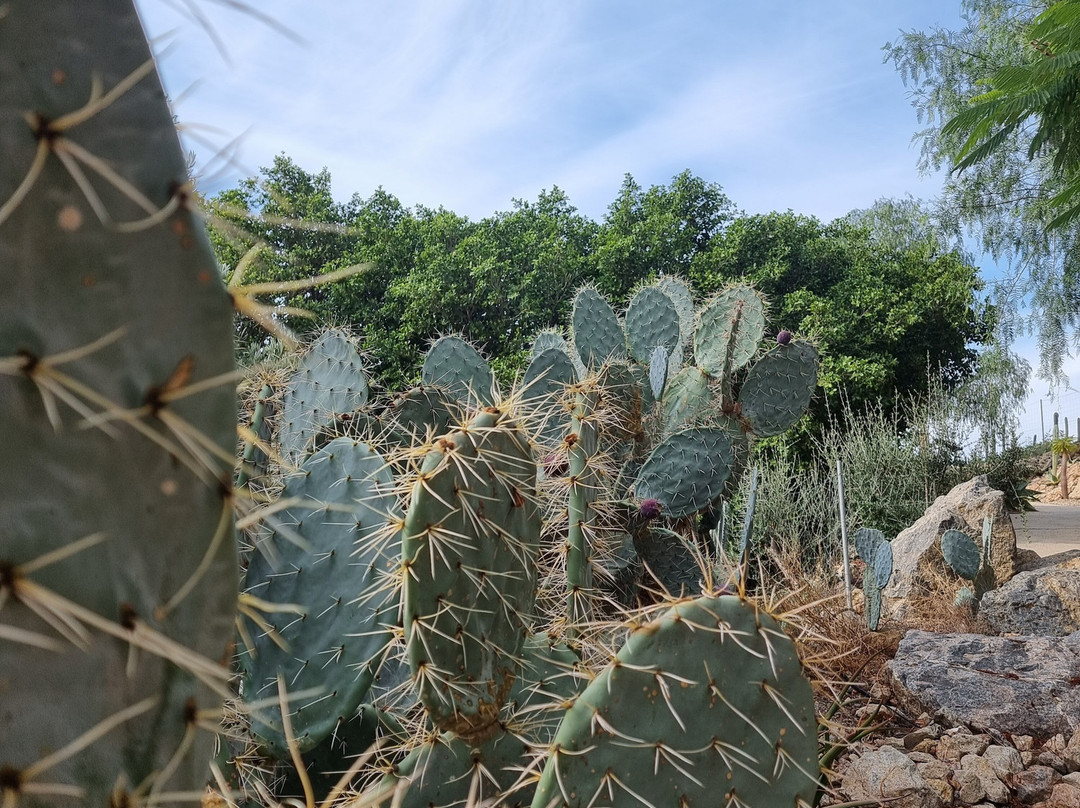 Cactus Nijar-Nijar必去景点