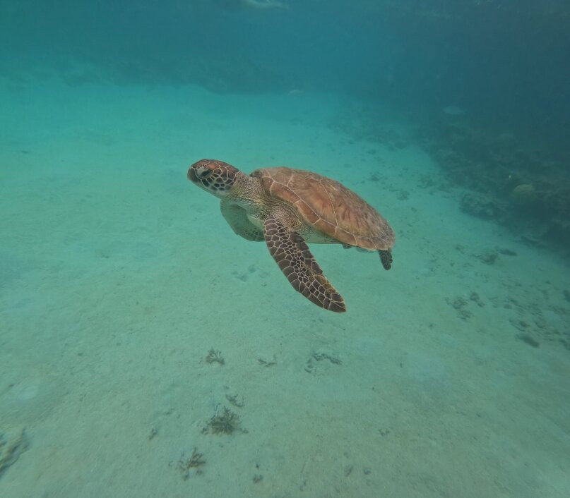 Ilot Maitre-Ilot Maitre必去景点