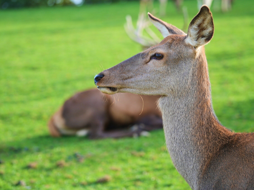 Parc Animalier De Rochehaut-Rochehaut必去景点