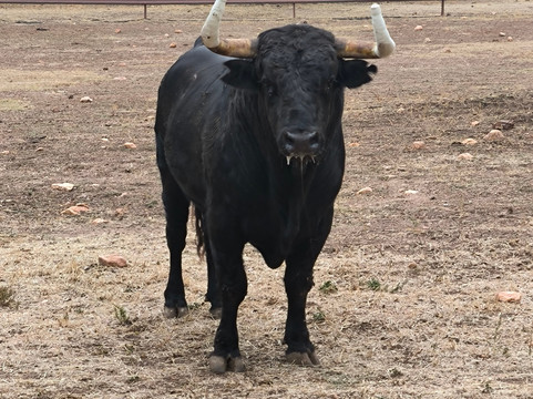 Aprende de Toros-塞维利亚必去景点