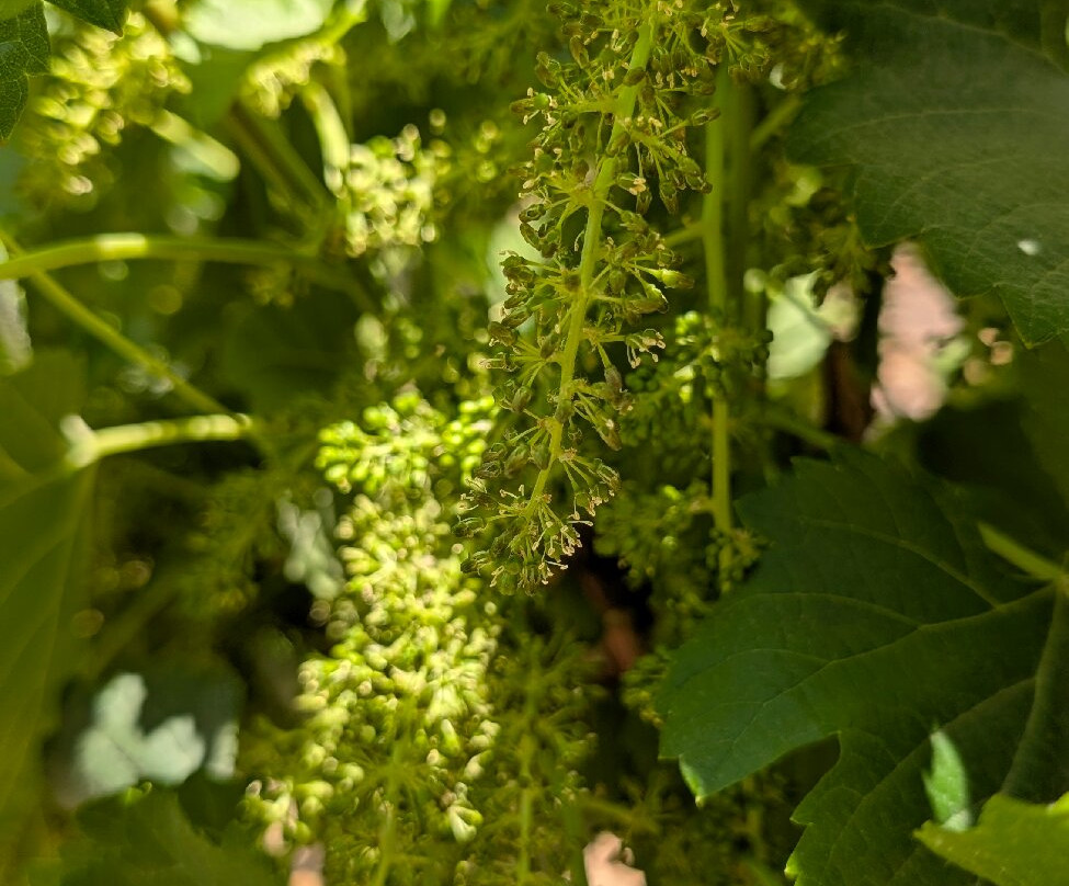 Finca El Recreo-卡法亚特必去景点