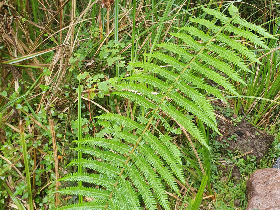 Parque Nacional Cayambe - Coca-Cayambe必去景点