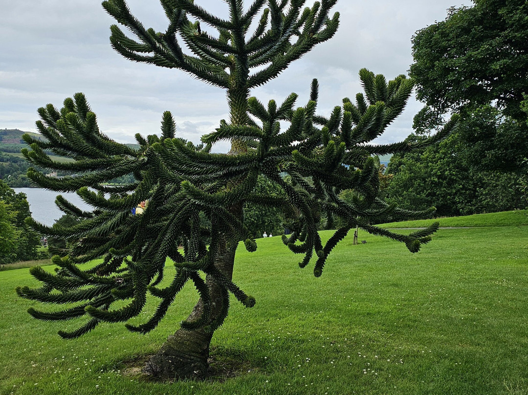 Balloch Castle Country Park-Balloch必去景点