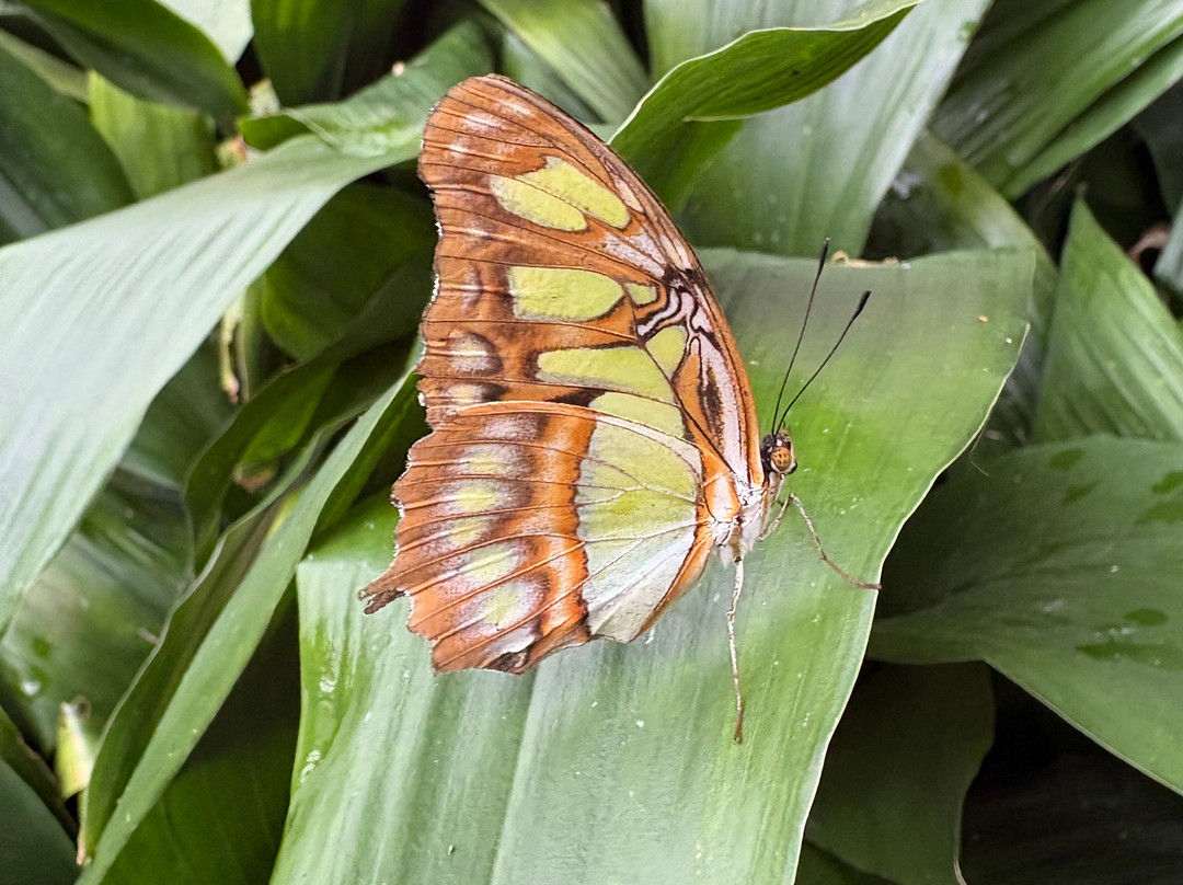 Wye Valley Butterfly Zoo-瓦伊河畔罗斯必去景点