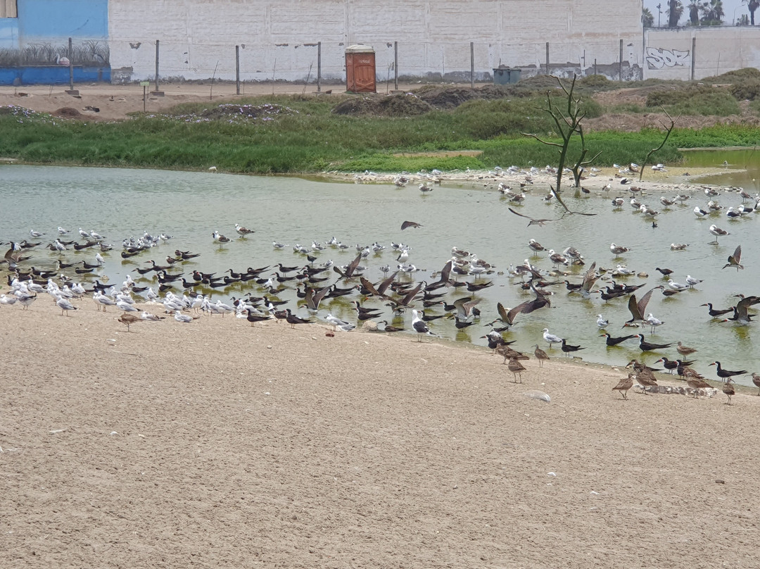 Humedal Pantanos de Villa-利马必去景点