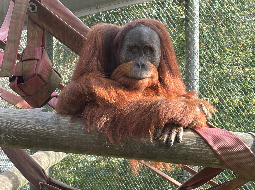 Monkey World-韦勒姆必去景点