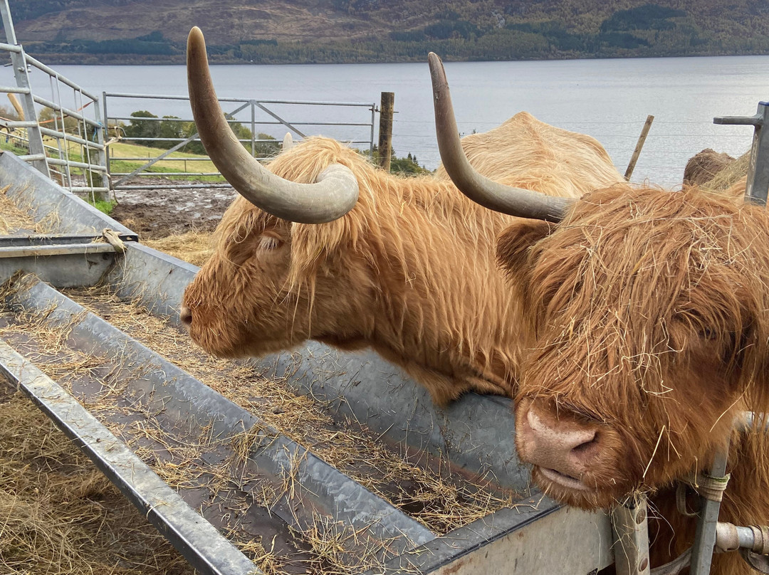 Loch Ness Hub & Travel-德拉姆纳德罗希特必去景点