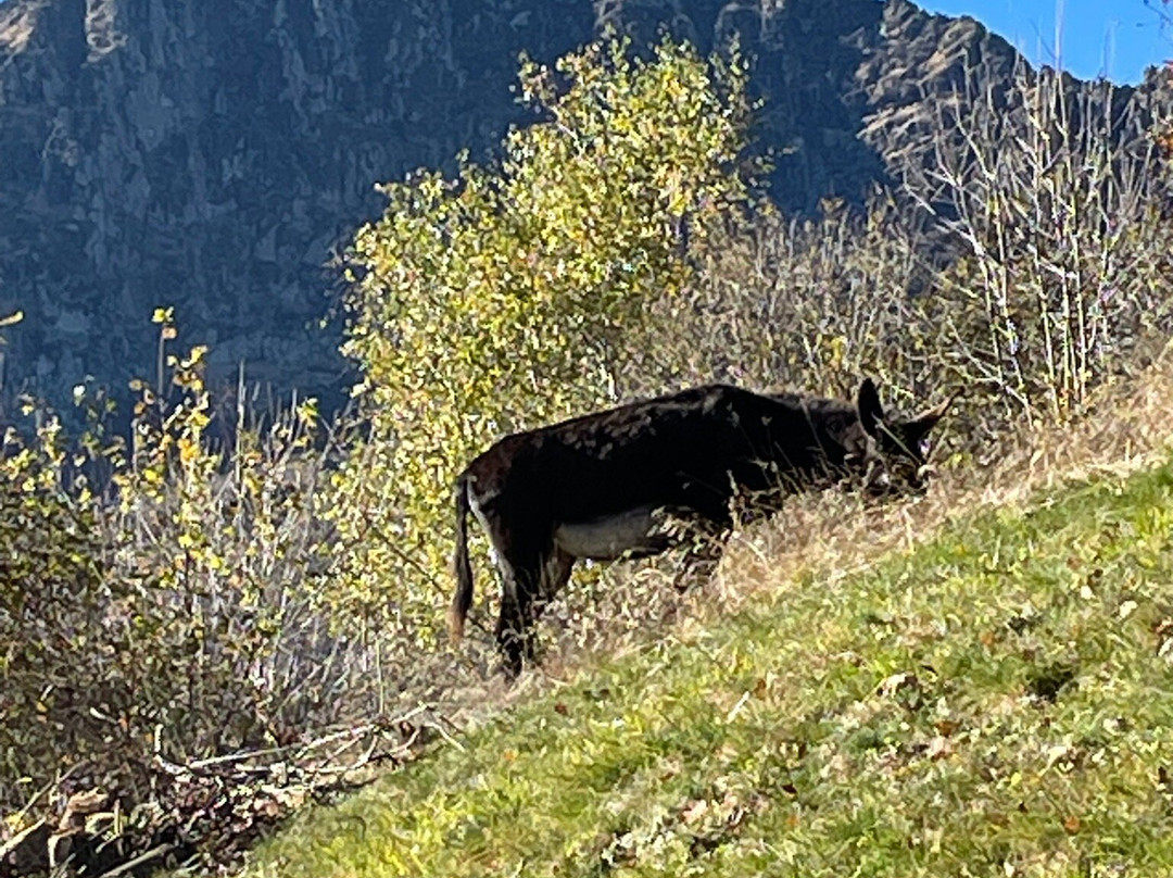 SIFE Asino Felice ASD APS-Villareggia必去景点