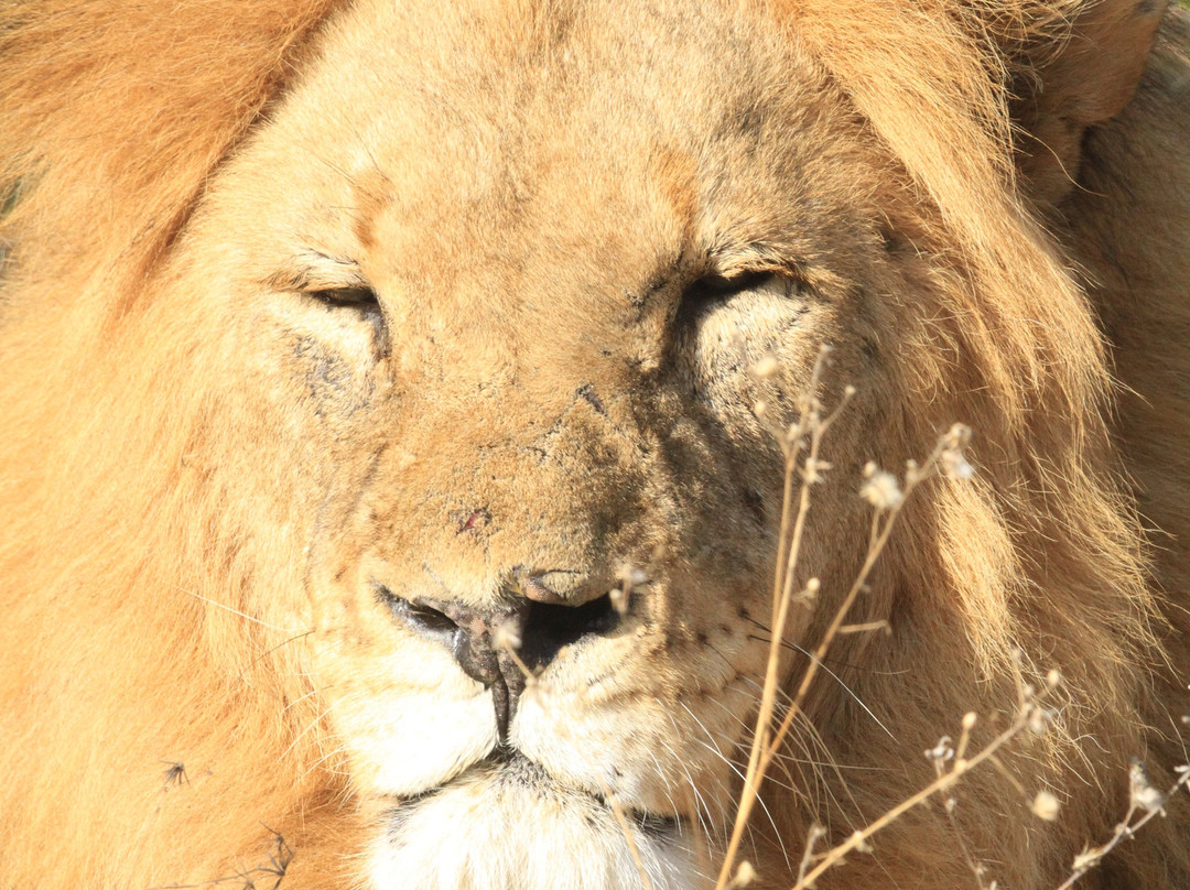 My Africa Safaris-霍德斯普鲁特必去景点