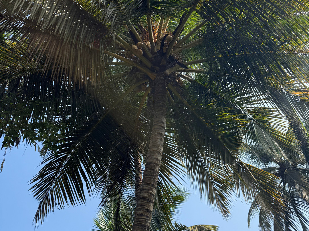 Coconut Grove Beach Resort主图