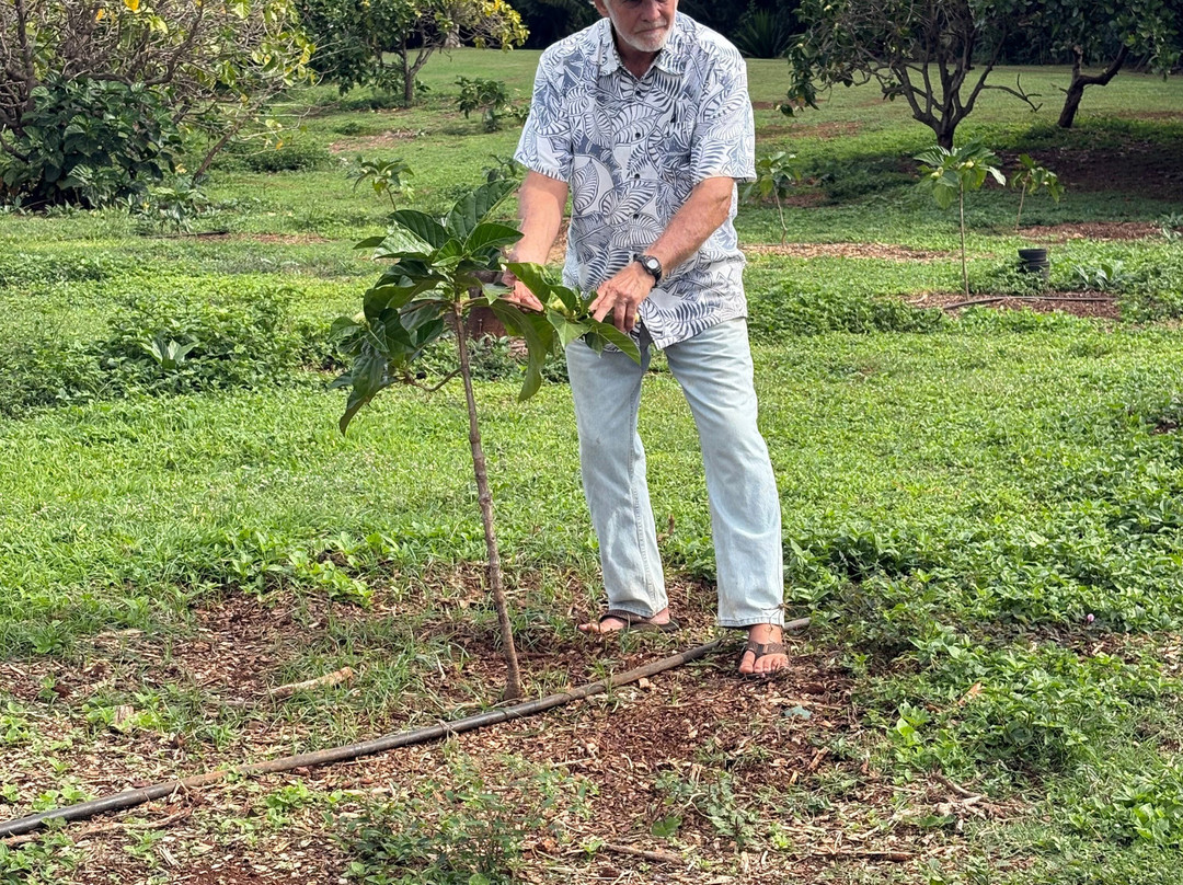 Hawaiian Organic Noni-基拉韦厄必去景点