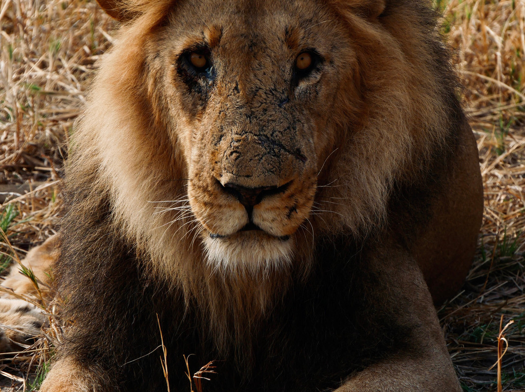 Real Africa Safaris Chobe-卡萨尼必去景点