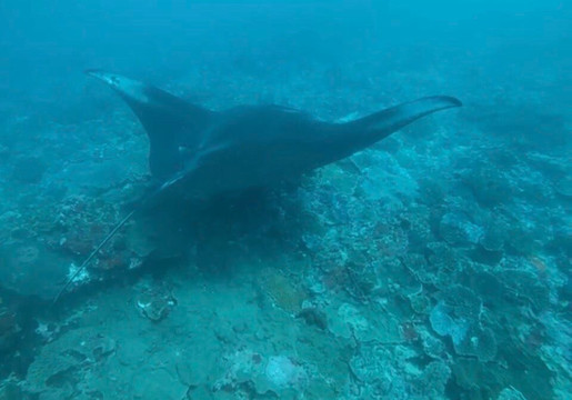French Kiss Divers Lembongan-蓝梦岛必去景点