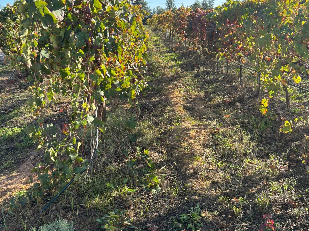 Al-lagar-塔维拉必去景点