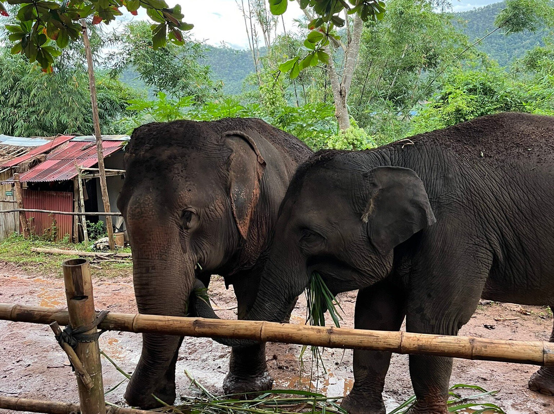 Elephant Sanctuary Care Park-清迈必去景点