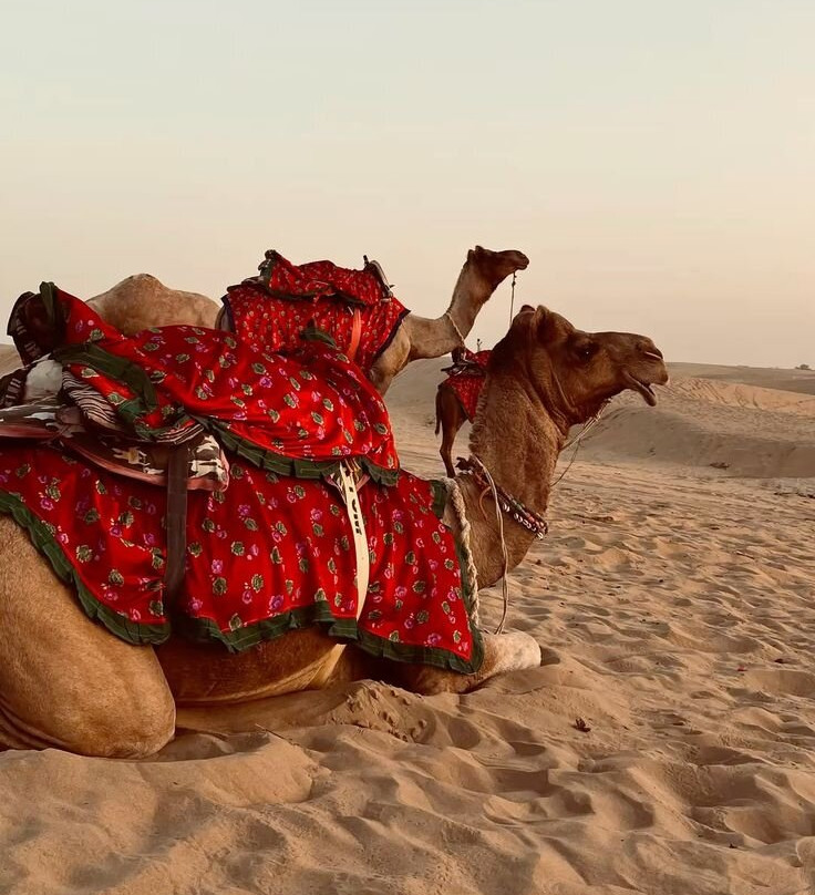 Jaisalmer Camel Safari-杰伊瑟尔梅尔必去景点