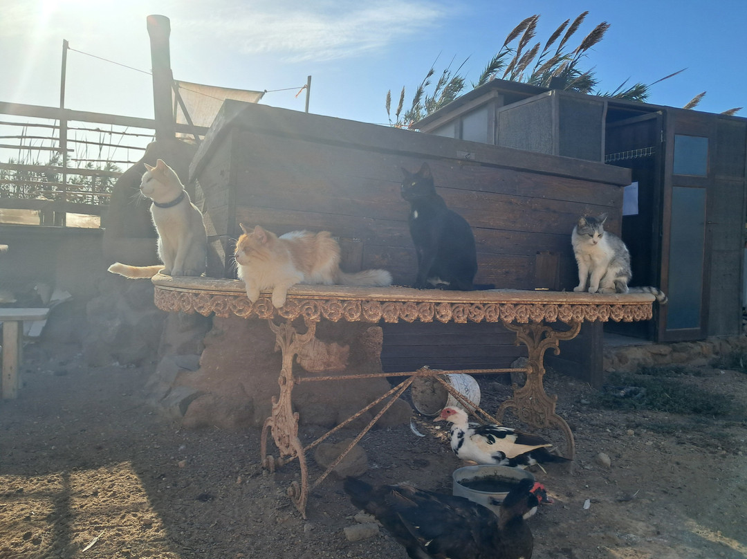 Tenerife Animal Sanctuary-圣克鲁斯-德特内里费必去景点