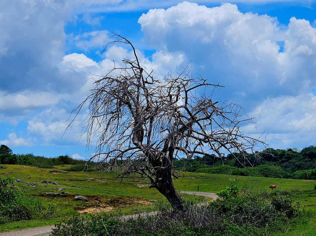 Ecotrax Fiji-辛加东卡必去景点