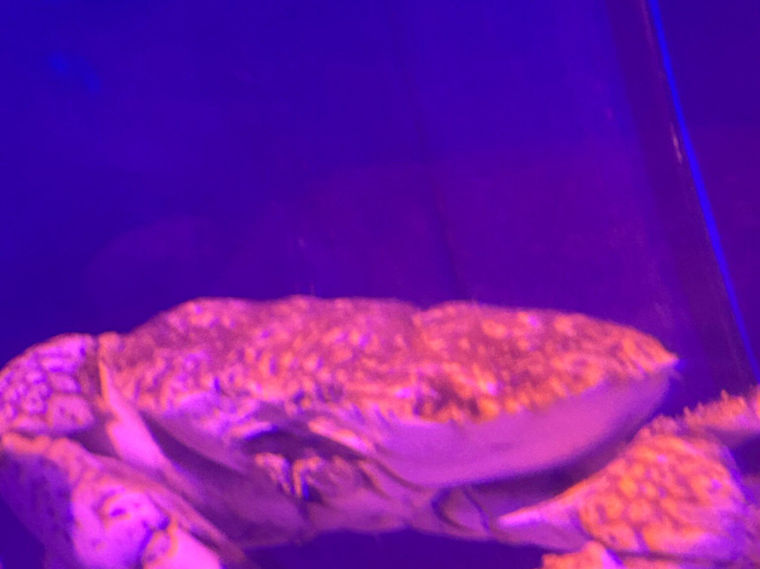 AQWA The Aquarium Of Western Australia-拉瑞斯必去景点