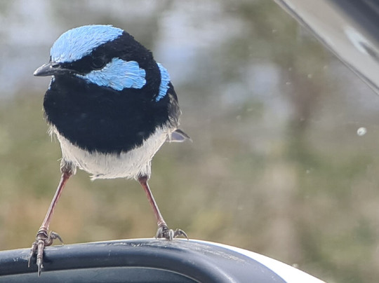 Thallon Silo Mural-Thallon必去景点
