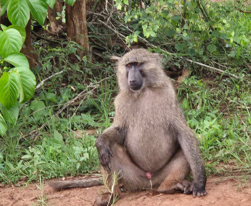Hills in the Mist Tours-吉佳利必去景点