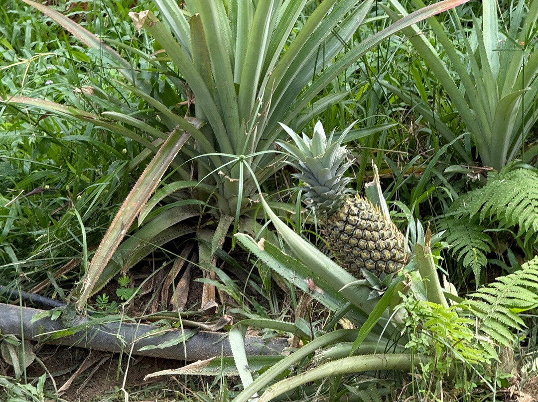 Phu Quoc Countryside-富国岛必去景点