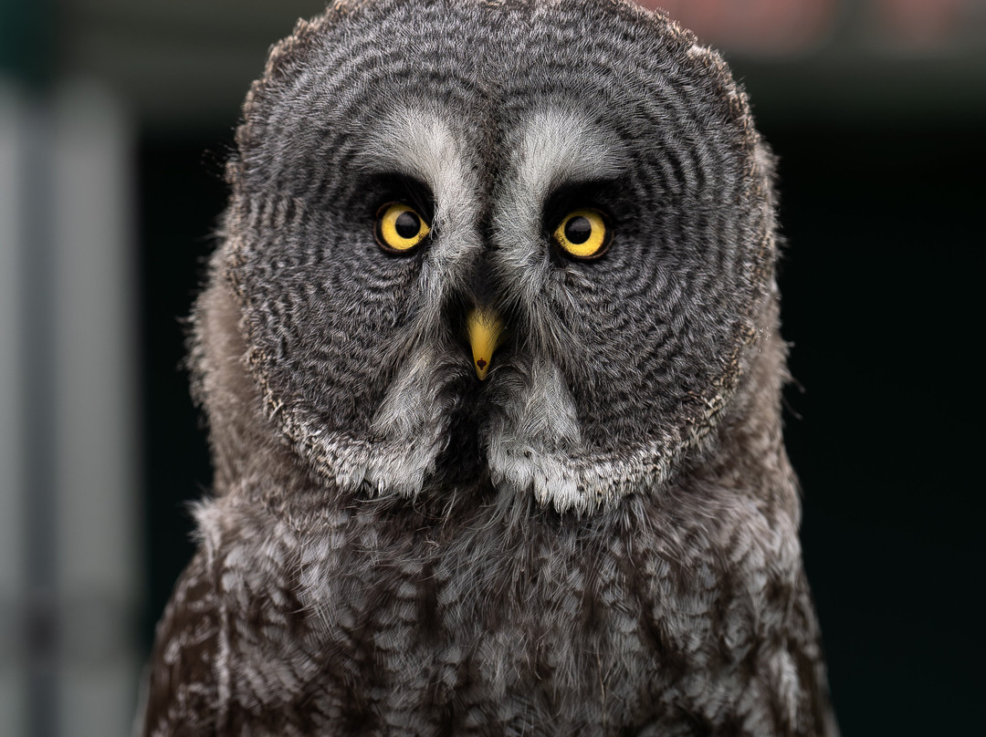 SMJ Falconry-Oxenhope必去景点