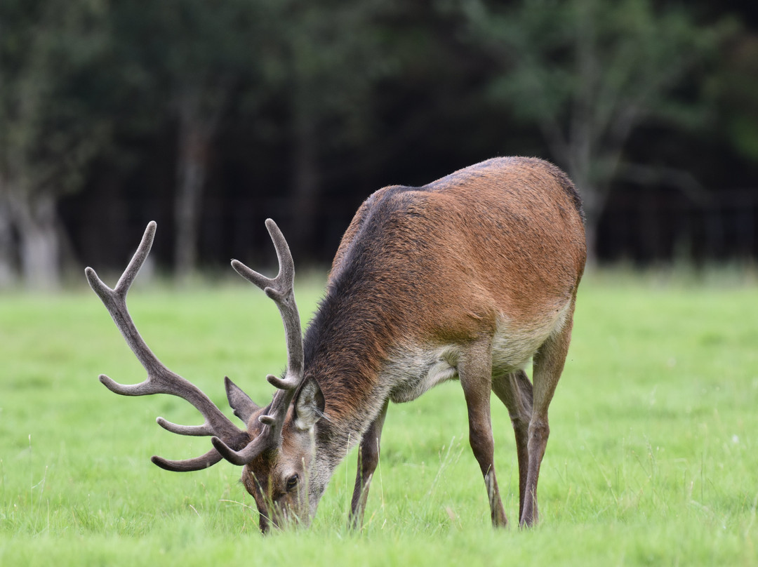 Mull Wildlife Breaks-Salen必去景点