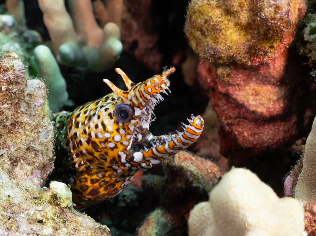 Maui Diamond Sea Sports-玛阿拉也亚必去景点