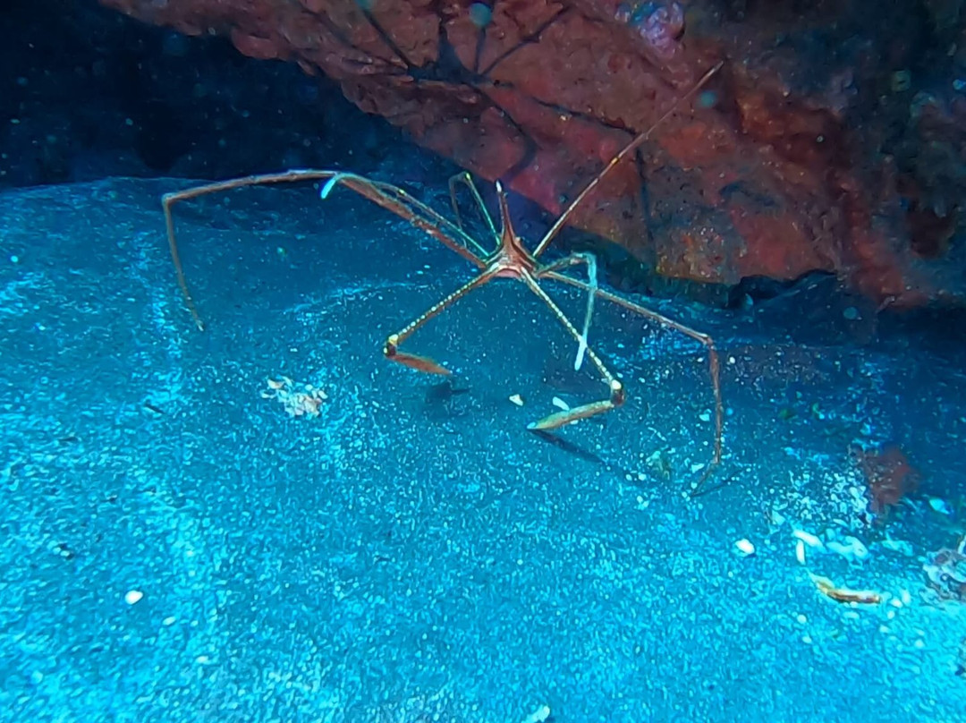 Buceo Isla Bonita-La Palma必去景点