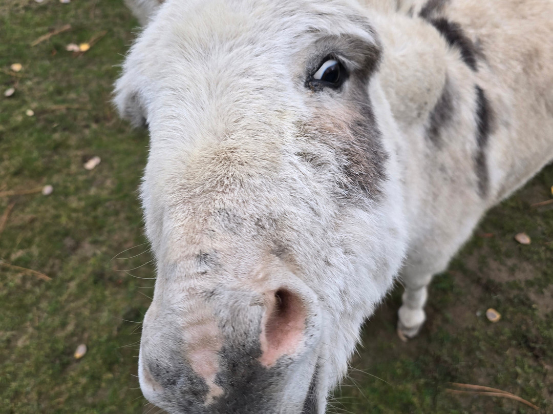 Seven Stars Alpaca Ranch Llc-科达伦必去景点