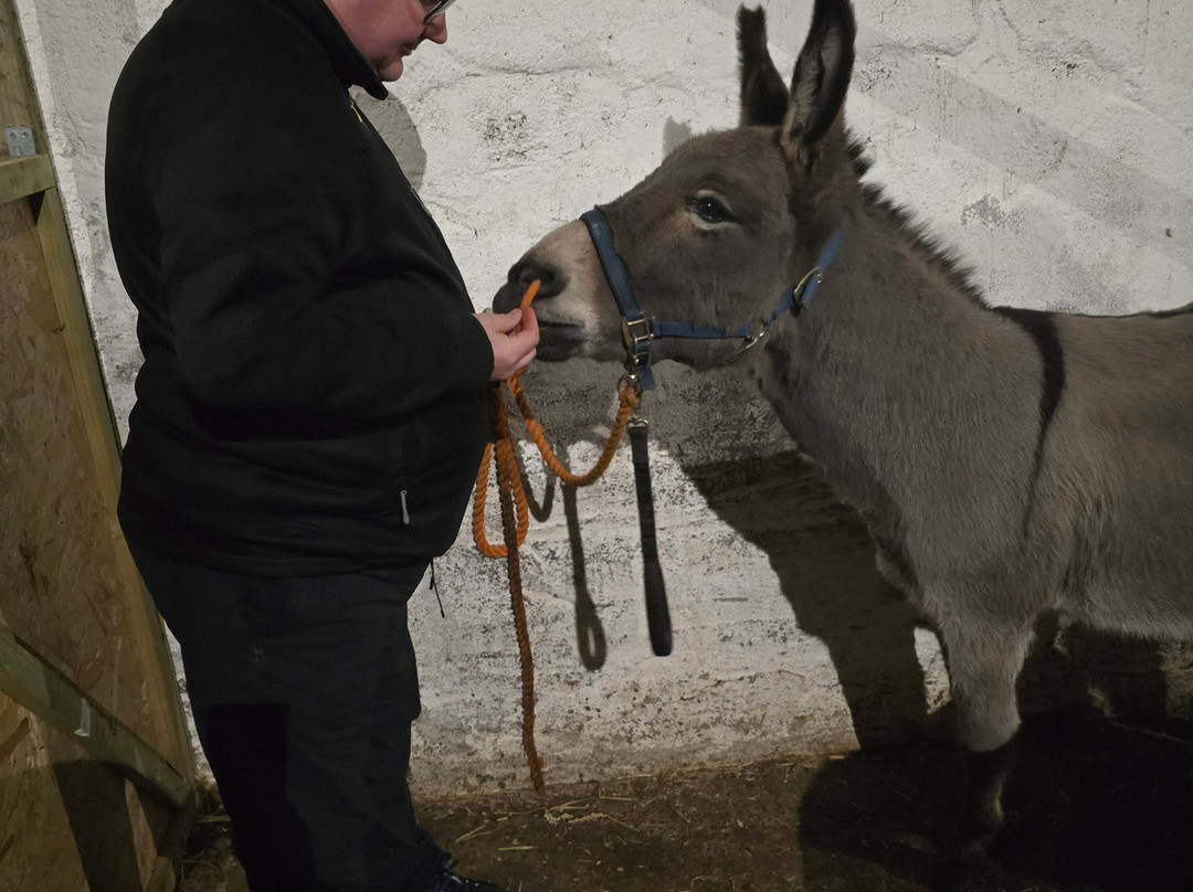 Kinedale Donkeys-Ballynahinch必去景点