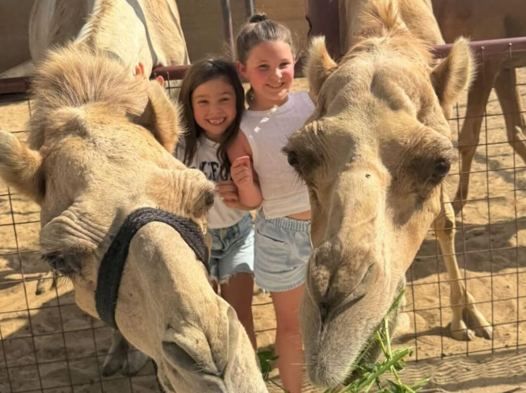 The Camel Farm-迪拜必去景点