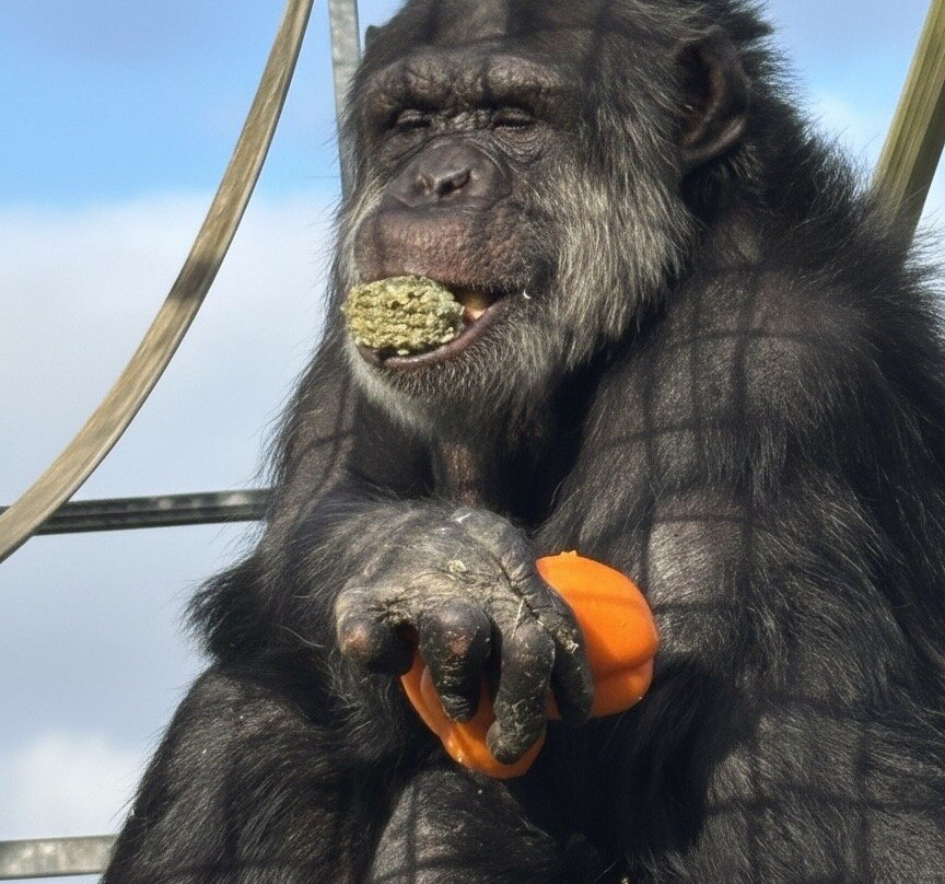 Wales Ape and Monkey Sanctuary-Abercraf必去景点