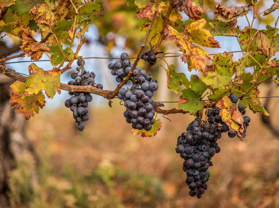 Torre dei Contini-Canelli必去景点