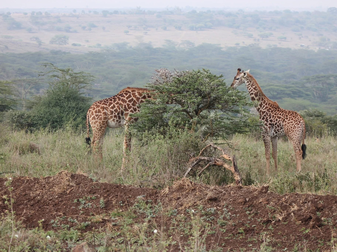 Adept Kenya Safaris-内罗毕必去景点
