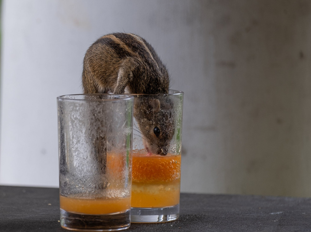 Harrysuni Tours-尼甘布必去景点