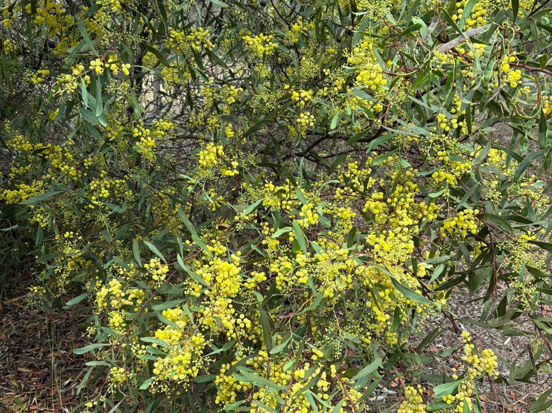 Kangaroo Island Wildlife Park-塞登必去景点