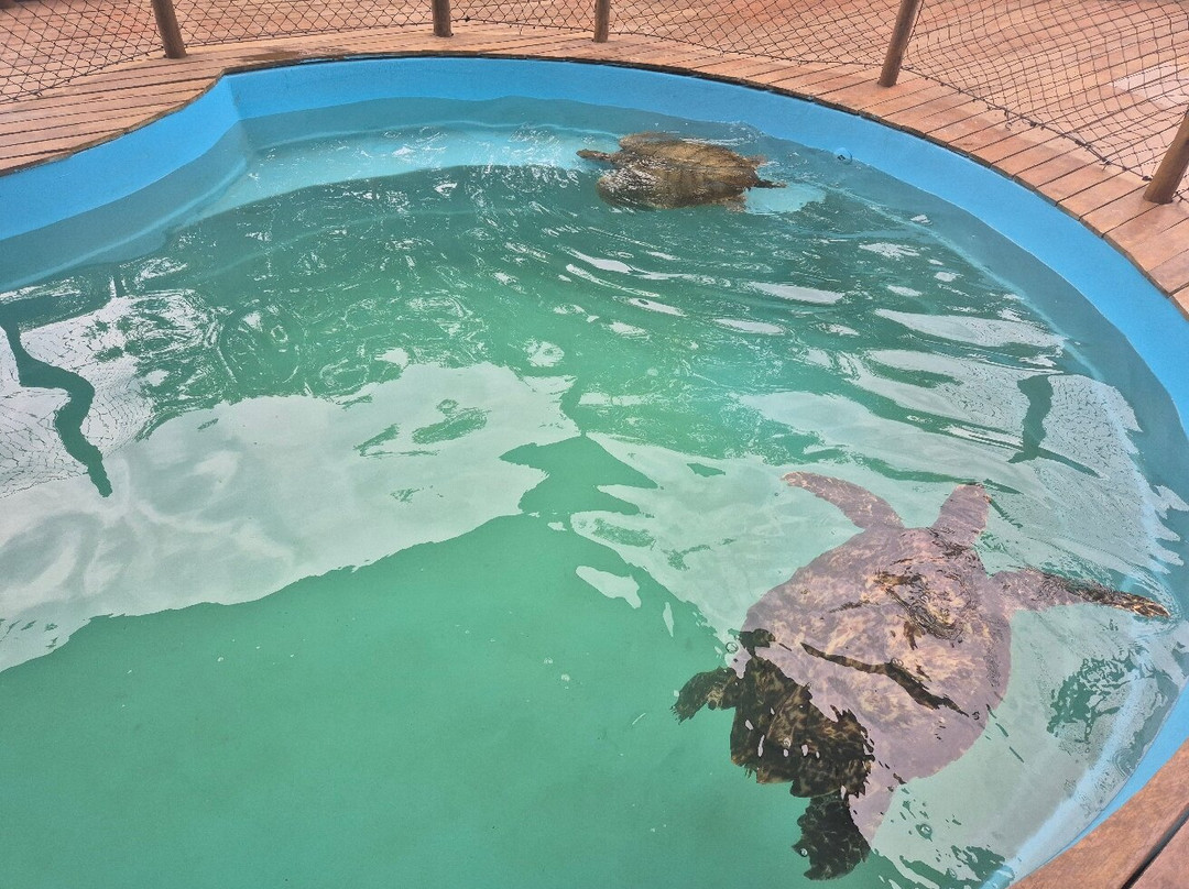 Fundação Projeto Tamar - Vitória-维多利亚必去景点