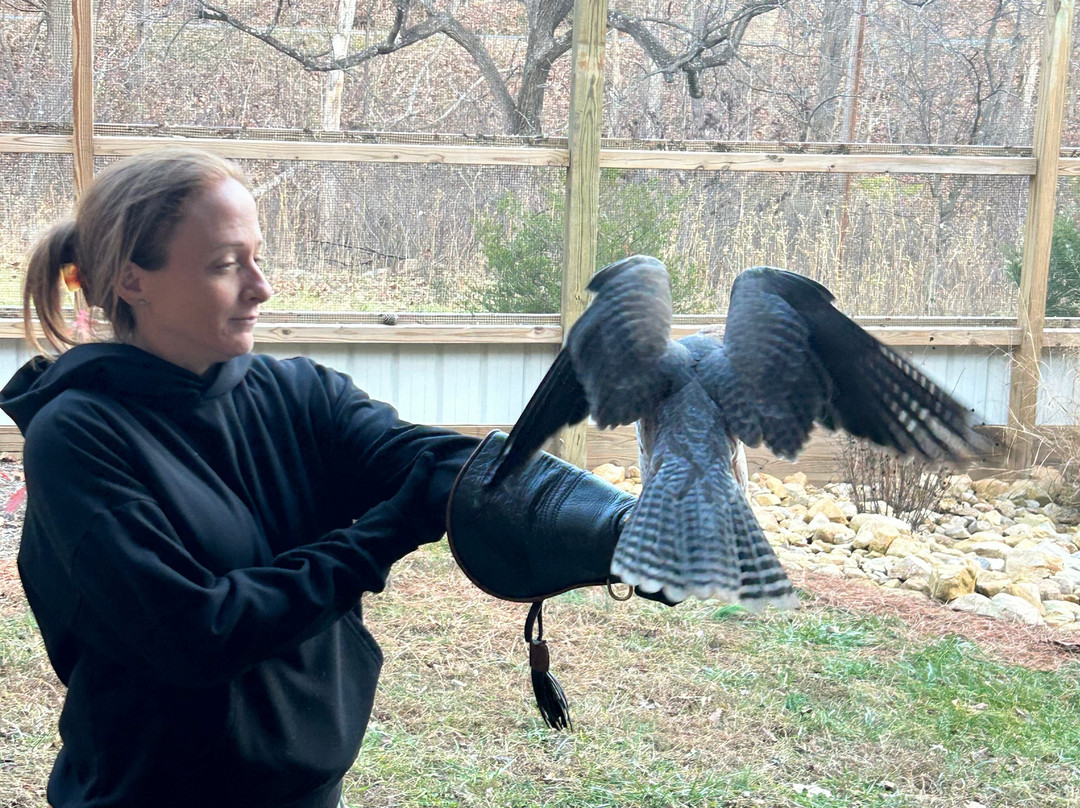 Raptor Hill Falconry-Stanley必去景点