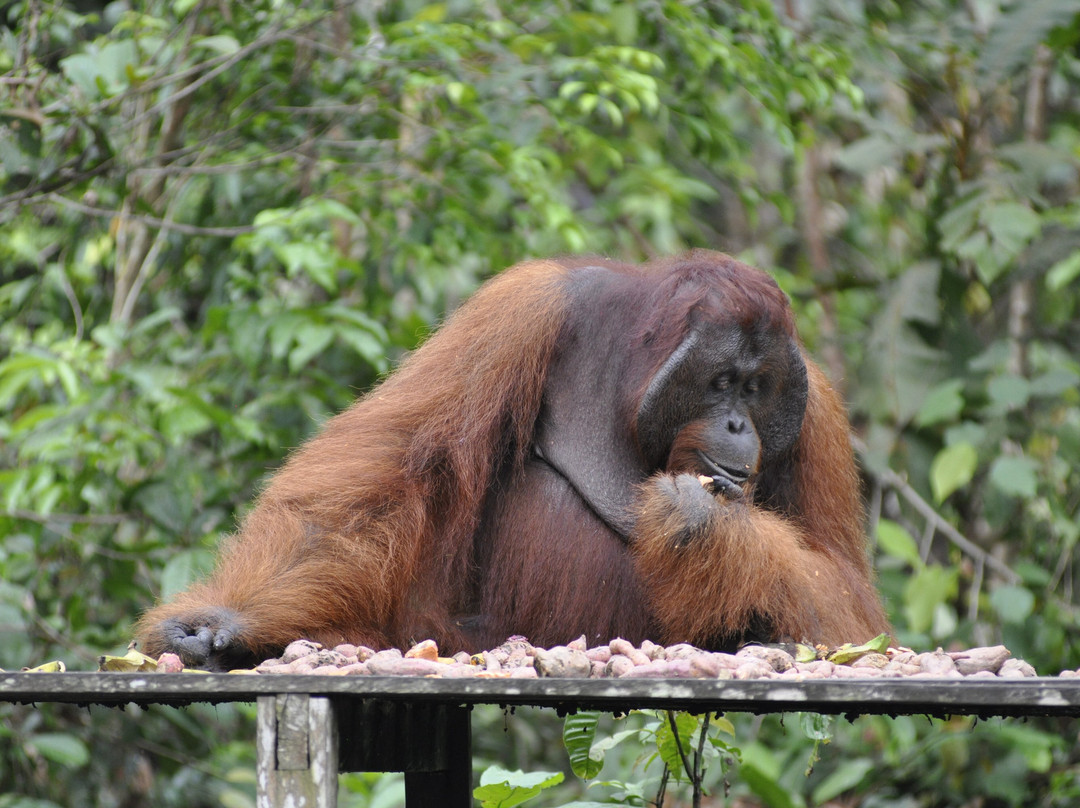 Orangutan Applause - Day Tours-Pangkalan Bun必去景点