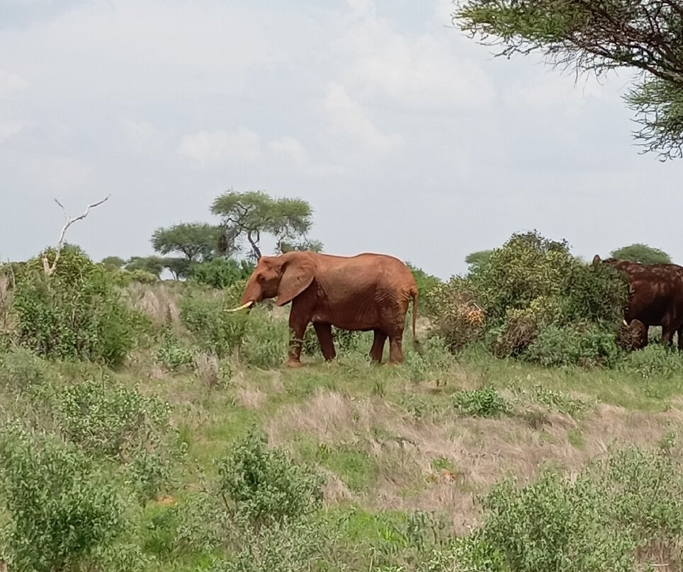 Giornale Kenya Safari - Day Tours-瓦塔木必去景点