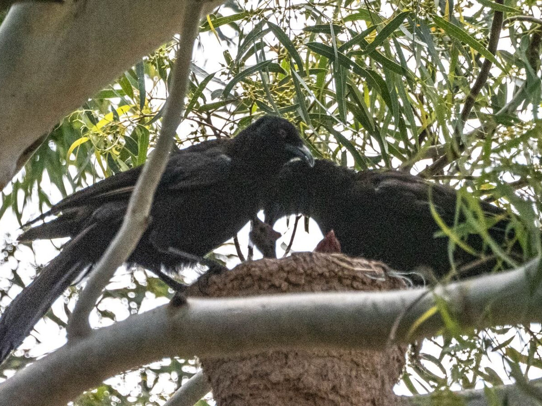 Australian Geographic Travel-悉尼必去景点